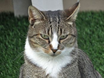 Close-up portrait of a cat