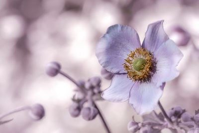 Close-up of purple flowering plant