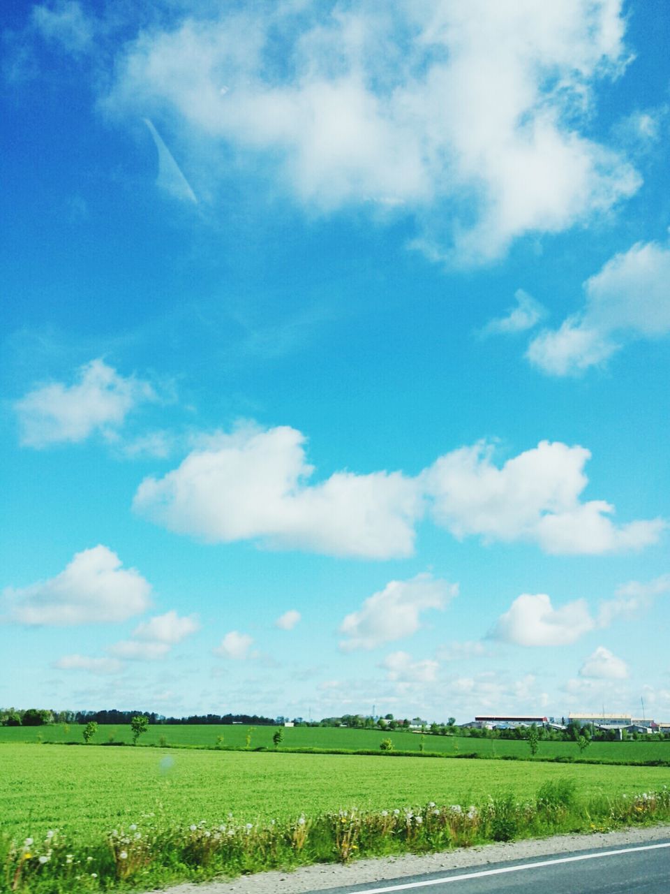 field, sky, landscape, grass, tranquil scene, tranquility, rural scene, blue, scenics, beauty in nature, agriculture, nature, cloud, cloud - sky, growth, horizon over land, farm, grassy, green color, day