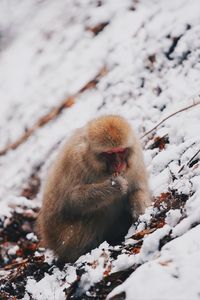 Monkey on snow covered field