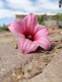 Close-up of pink flower on land