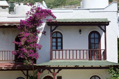 Flower tree against house