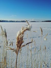 Close-up of frozen plants against sky