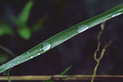 Close-up of wet grass