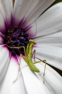 Close-up of insect on purple flower