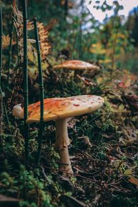 Close-up of mushroom growing on field