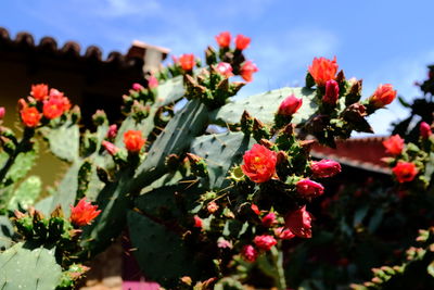 Close-up of red flowering plants