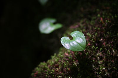 Close-up of fern