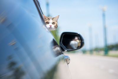 White scottish cat stand and look to outside car