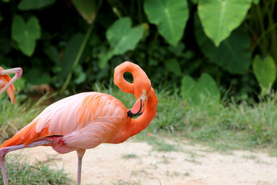 View of a bird on field