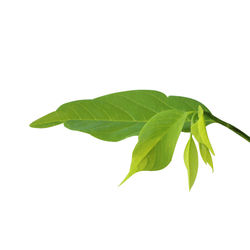 Close-up of leaves on white background