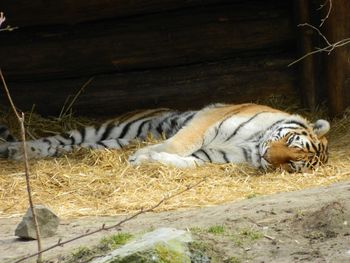 Tiger resting in a zoo