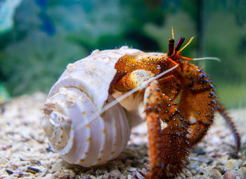 Close-up of crab on land