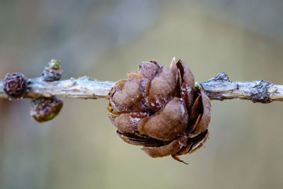 Close-up of snow on plant