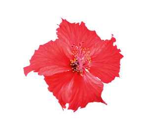 Close-up of red hibiscus against white background