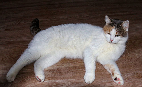 High angle view of cat lying on floor