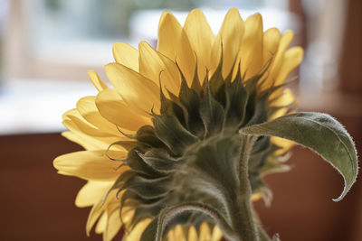 Close-up of sunflower