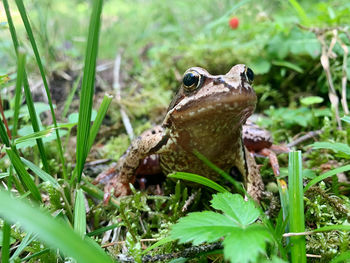 Close-up of frog on land