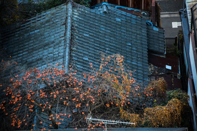 Trees in front of building