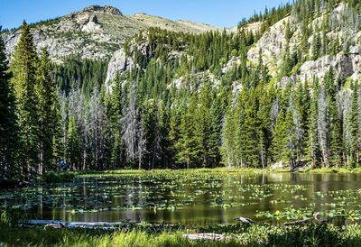 Scenic view of lake by trees in forest