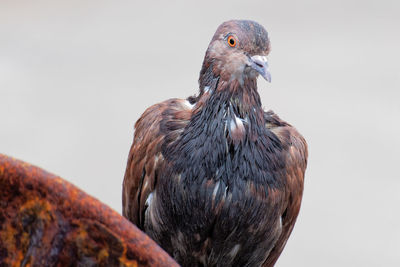 Close-up of a bird