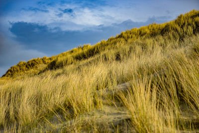 Scenic view of grassy field against sky