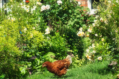 View of a bird on field