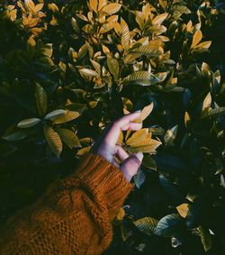 Close-up of hand touching leaves