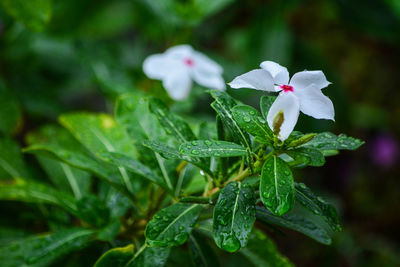 Close-up of white flowering plant