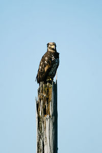 Low angle view of eagle perching on wooden post against sky