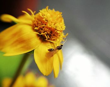 Close-up of bee pollinating on yellow flower