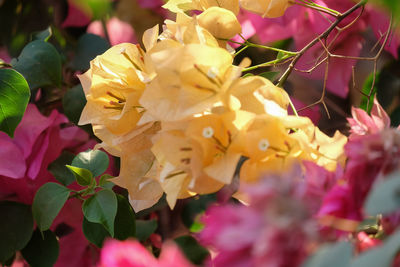 Close-up of yellow flowering plant