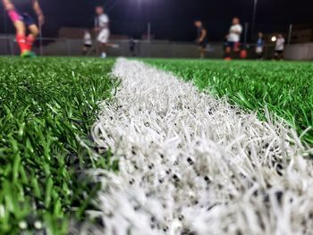 Close-up of grass growing on field