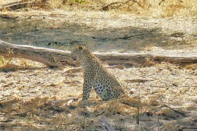 Side view of lizard on field