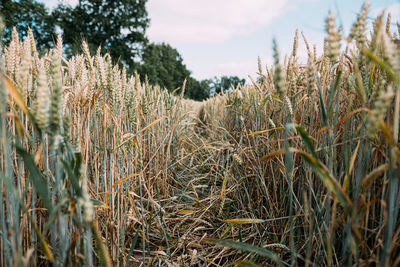 Close-up of stalks in field against sky