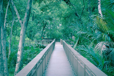 Footbridge amidst trees