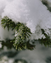 Close-up of frozen pine tree during winter