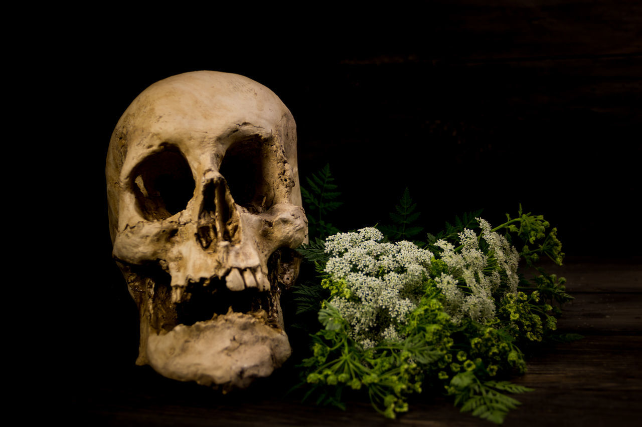 CLOSE-UP OF HUMAN SKULL IN THE DARK