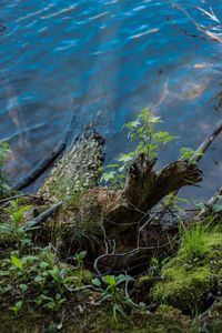 High angle view of driftwood on beach