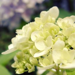 Close-up of white flowers