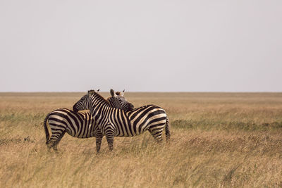 Zebra standing on field