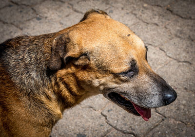 Close-up of dog standing on paved footpath