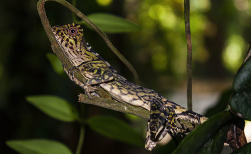 Close-up of lizard on tree