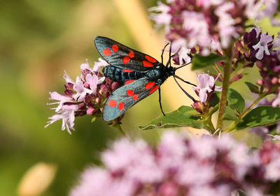Close-up of butterfly pollinating on pink flower