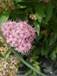 Close-up of pink flowering plant