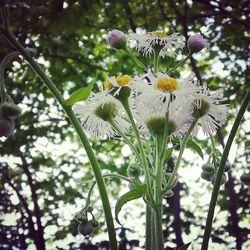 Close-up of flowers growing in field