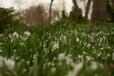 Surface level of grassy field