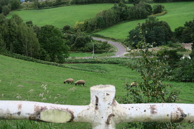 View of sheep grazing on field