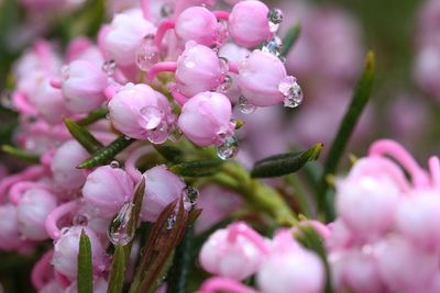 Close-up of pink flowers