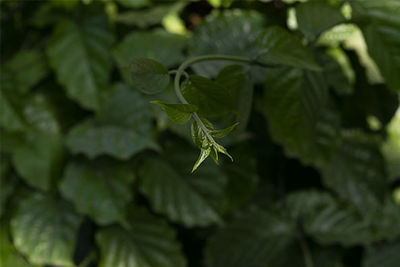 Close-up of fresh green leaves